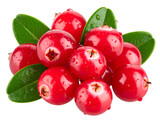 Vaccinium Oxycoccus Berries with Water Droplets, Macro Realistic Style, PNG Cutout.