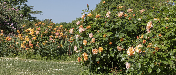 Wall Mural - roseraie d'un parc floral