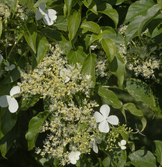 Wall Mural - hydrangea petiolaris