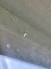spider on web