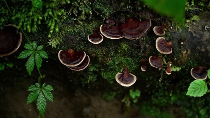 Shelves and moss on tree branch