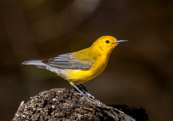 Wall Mural - Prothonotary Warbler