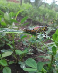 elegant grasshopper on a leaf