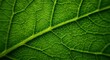 © Pink Zebra - Macro detailed texture of green leaf with visible intricate veins, vibrant freshness and organic pattern concept for eco design