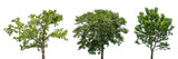 Set of green tree isolated on transparent background, PNG Format