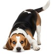© Mohd - Tricolor Beagle in Funny Rolling Posture