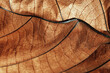 © yrabota - Autumn Dried leaf closeup at sunlight, macro trend, brown leaf as nature background. Fall aesthetic backdrop with natural veins texture of foliage, warm monochrome autumnal color, low depth of field