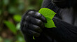 © hertech - Gorilla hand holding a leaf in a jungle