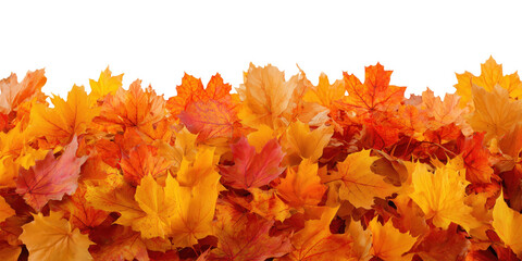 Wall Mural - Colorful autumn maple leaves arranged in horizontal border isolated on transparent background