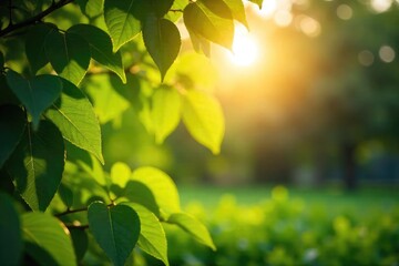 Wall Mural - Golden hour sunlight bathes lush green leaves, illuminating a tranquil summer scene Perfect for travel, nature, and summer-themed projects , vacation, restful