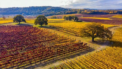 Wall Mural - Vibrant Autumn Vineyard Landscape with Multicolored Foliage and Rolling Hills