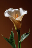 White calla lily on an isolated brown background