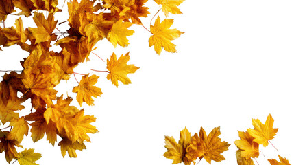 vibrant yellow maple leaves on a white isolated background, perfect for seasonal and nature-themed p