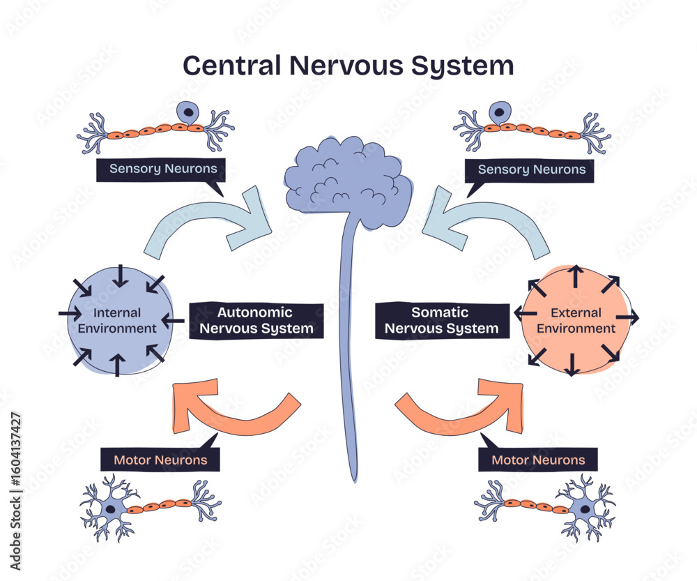 Central nervous system diagram shows brain, neurons, and pathways ...