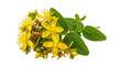 © Radovan - Isolated St John's Wort Flowers