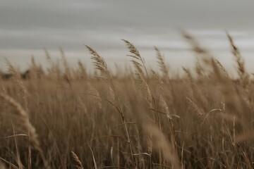 Naklejka na meble Plant Photography with Calm and Nature Mood