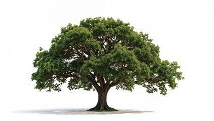 Wall Mural - lone tree depicted against a plain white background
