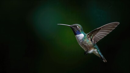 Wall Mural - detailed view of a blue hummingbird set against a rich, dark green tropical environment accompanied 