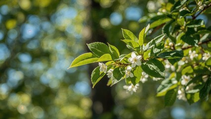 Wall Mural - Detailed view of a birch twig adorned with green foliage and blooming earrings under the sunlight on a vibrant, softly focused background.