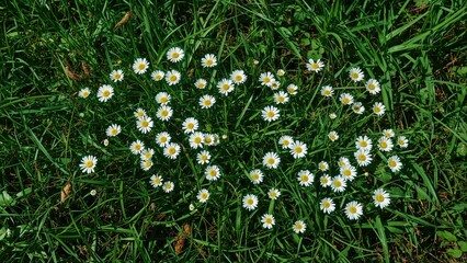 Wall Mural - Spring meadow dotted with daisy flowers