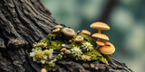 A close up of mushrooms and moss growing on a tree trunk with ants crawling on the mushrooms and moss