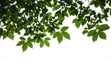 Wall Mural - Isolated tree featuring vibrant green leaves against a white background