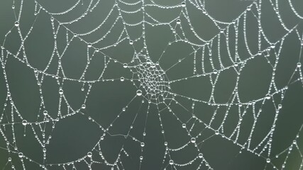 Dew-kissed web glistening against a blurred background. Tiny droplets cling to delicate strands, catching the light. Detailed texture of the intricate pattern is visible