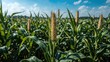 © AkuAku - Morning scene showcasing the silk and tassel of corn plants in a vast green field