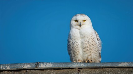 Wall Mural - an owl covered in snow feathers resting on a roof, captured with a bright blue sky background while 