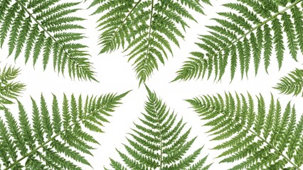 Wall Mural - Green fern plants featured with a white background for a nature pattern
