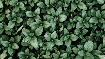 Wall Mural - vascular plant leaf anatomy