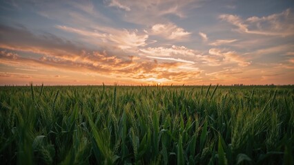 Wall Mural - Breathtaking scene of a youthful wheat field bathed in the warm hues of sunset or sunrise, accompanied by a captivating cloudy sky.