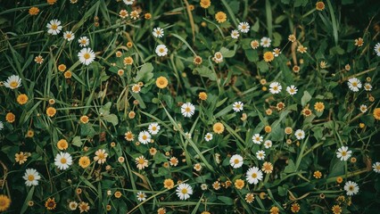 Wall Mural - Little blooms dotting a verdant meadow in spring