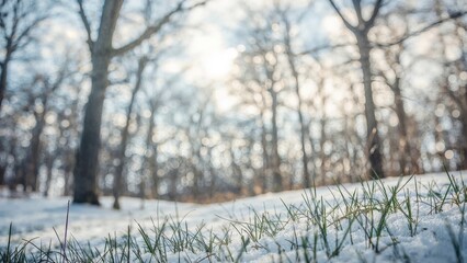 Wall Mural - winter landscape featuring snowflakes and bokeh in a forest