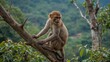 © AkuAku - Young Macaque primate resting on a tree limb, clutching its foot and observing the view with dense forest surroundings.
