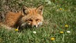 © TheWaterMeloonProjec - Fox near its hole carefully surveying the area during a summer day