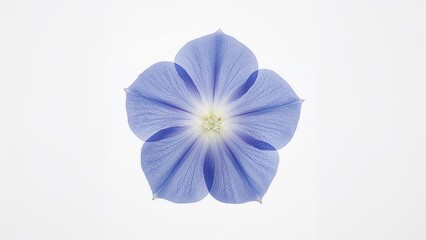 Wall Mural - Charming blue and purple bell flowers shown on a blank background