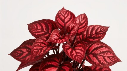 Wall Mural - Attractive begonia plant showcasing bright red feathers