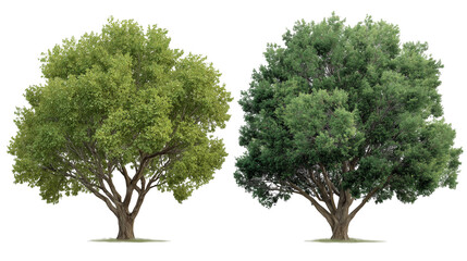 Two realistic green trees combined isolated on transparent background, representing nature and environment