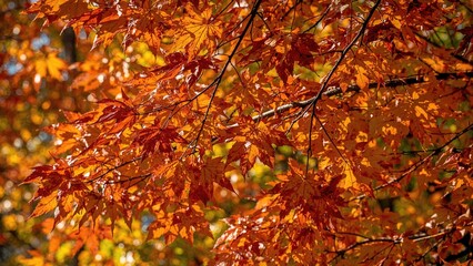 Wall Mural - vibrant fall foliage showcasing the stunning hues of maple leaves