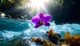 Purple orchid blossom in clear rushing stream with sunlight and water droplets