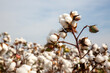 © Esin Deniz - Cotton fields ready for harvesting, agriculture