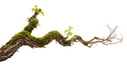 A mossy tree branch with new leaves is isolated on transparent background