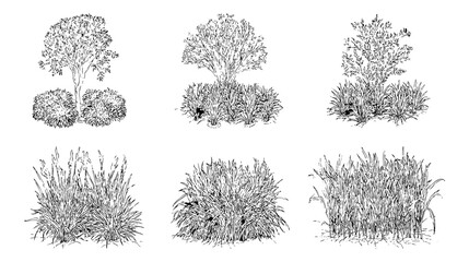 A detailed vector illustration of garden plants and bushes. Isolated on a transparent background. Ideal for landscaping, nature, or botanical designs.
