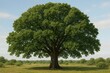 © Bijac - Majestic green oak tree with full canopy isolated on white background for landscape design