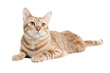 © Hamim - beautiful orange tabby cat lying isolated on white background, png, ai generated.