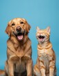 © Pete - Golden retriever, ginger tabby cat share joyful moment laughing together. Studio shot against blue background highlights animal friendship, happy pet bond, showing expressive faces, open mouths.