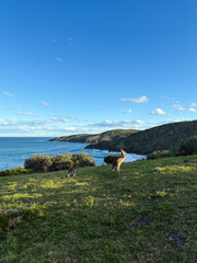 Wall Mural - Green hill by the coastline with two kangaroos.
