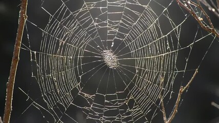 Sunlit spiderweb hangs, attached to thin branches against a dark backdrop, delicate yet strong, a testament to nature's engineering prowess
