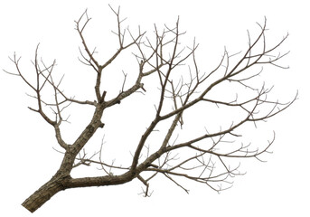 bare tree branch with intricate leafless twigs and branches extending diagonally upwards isolated on